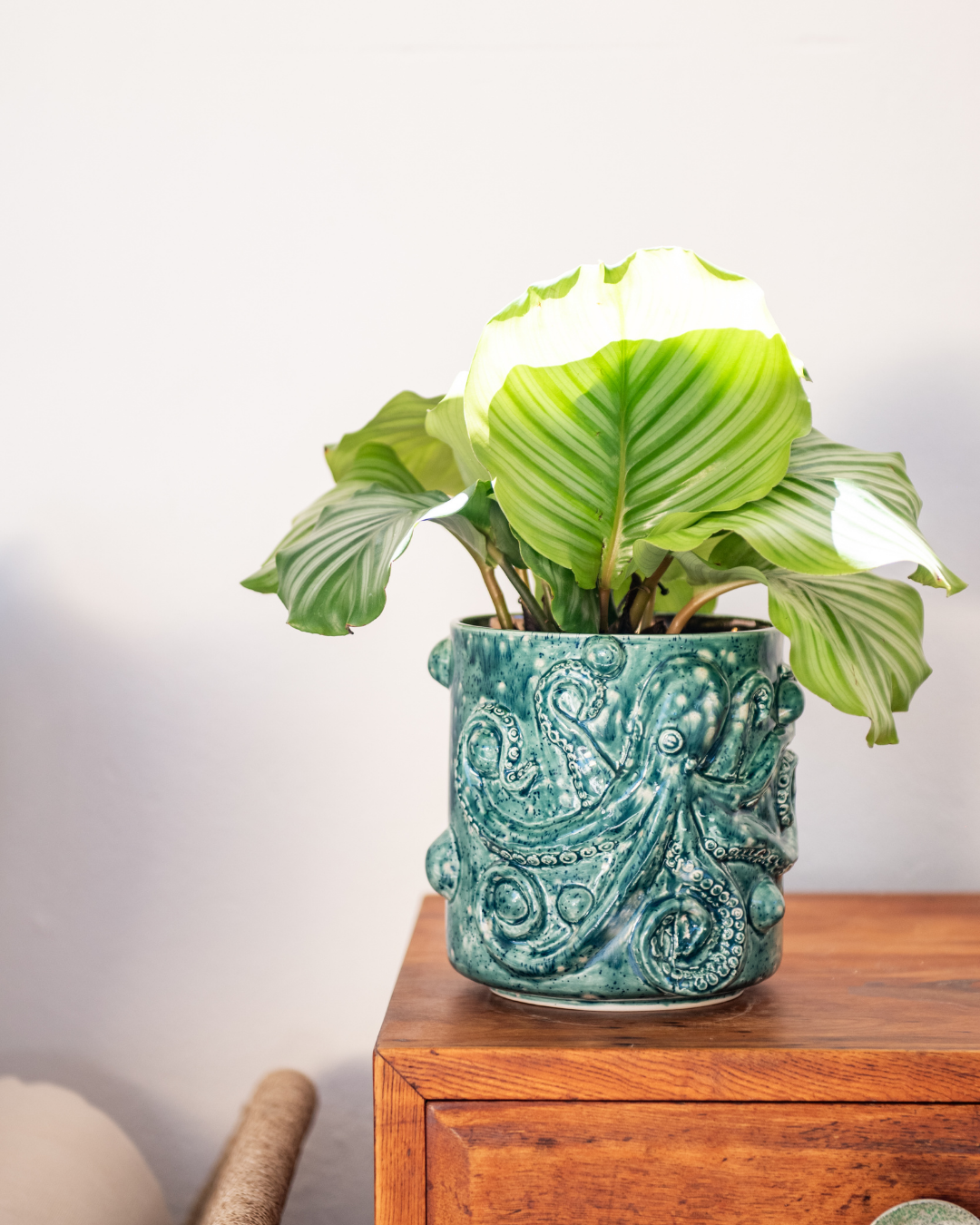 Green potted plant in a decorative pot on a wooden surface with a white background