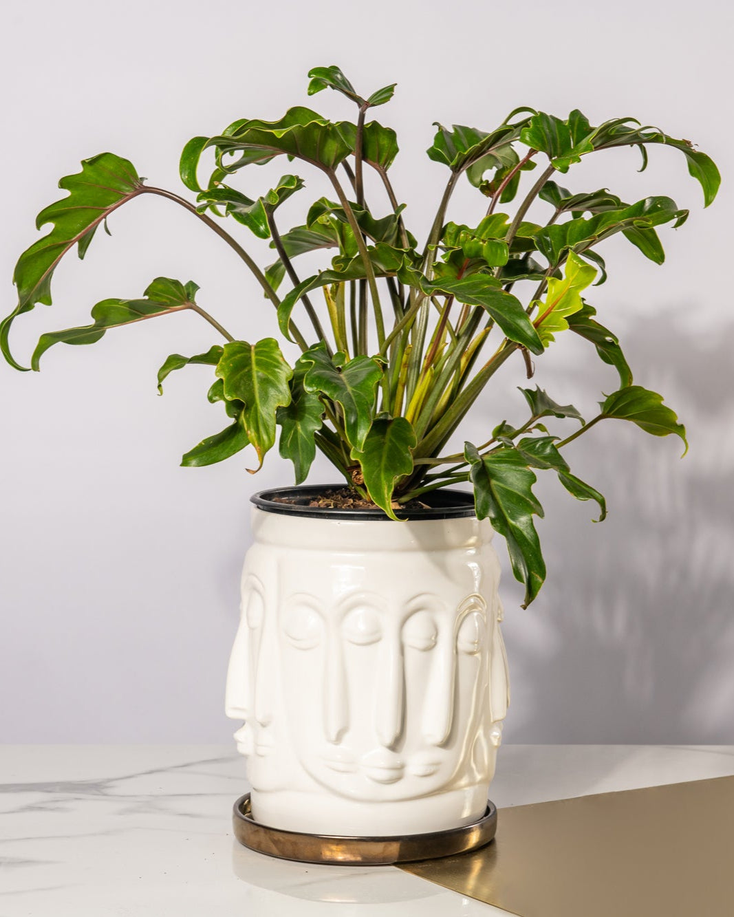 White planter with faces around of the ceramic planter on a gold sheet with a plant in it
