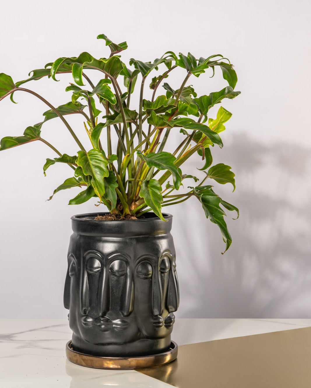 Potted plant on a white surface with a plain background