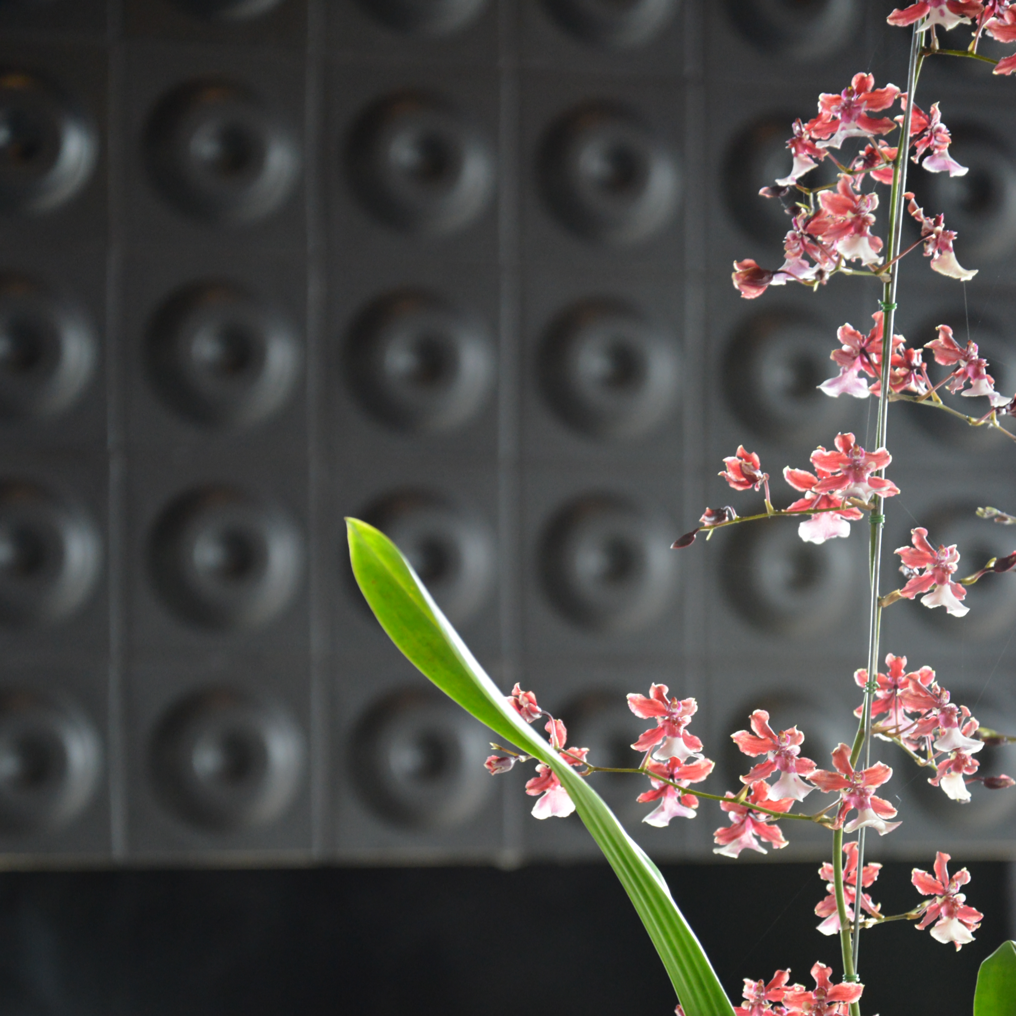 Target Tile - Rialheim