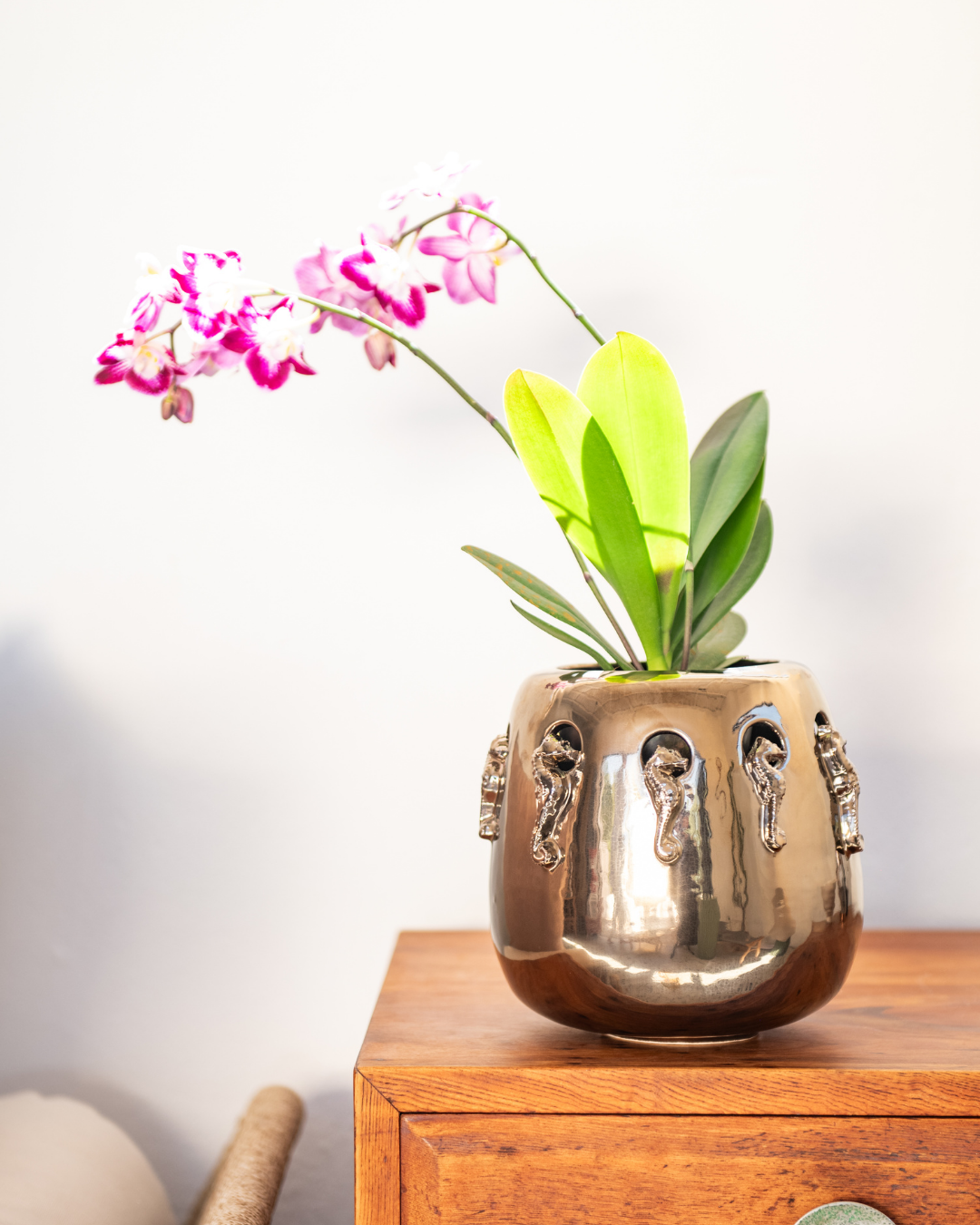 Thesesin Island Seahorse planter in bronze ceramic from RIalheim