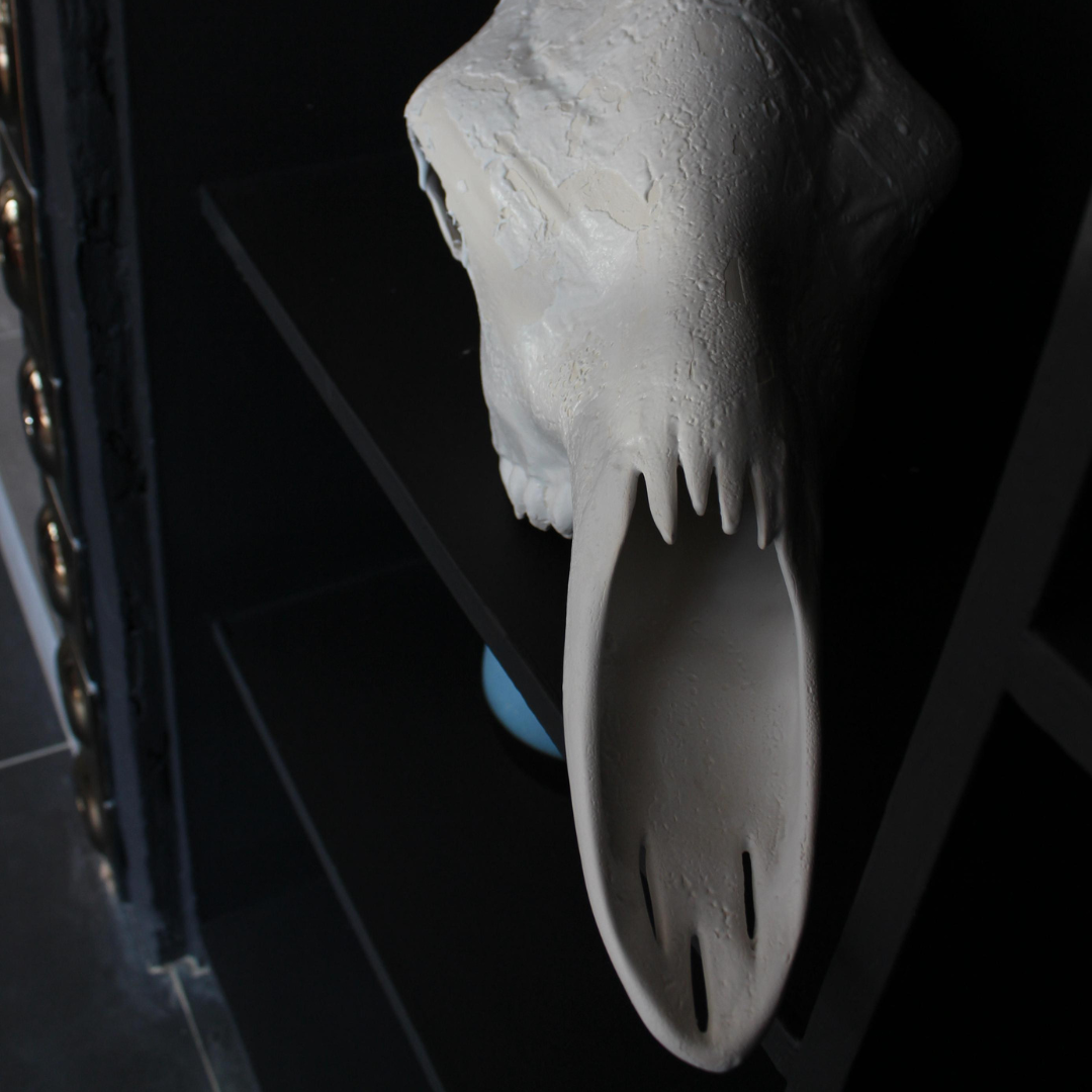 Giraffe Skull