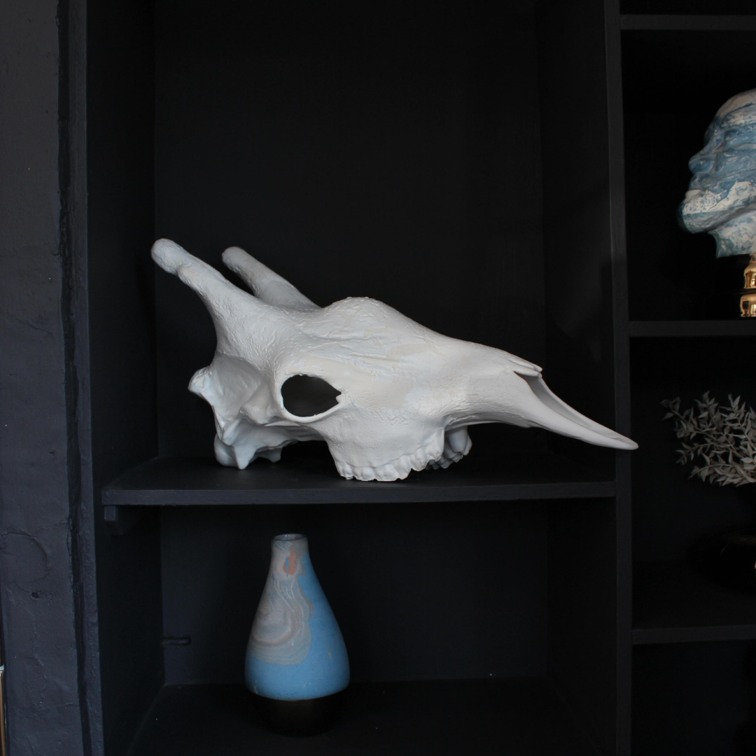 Giraffe Skull