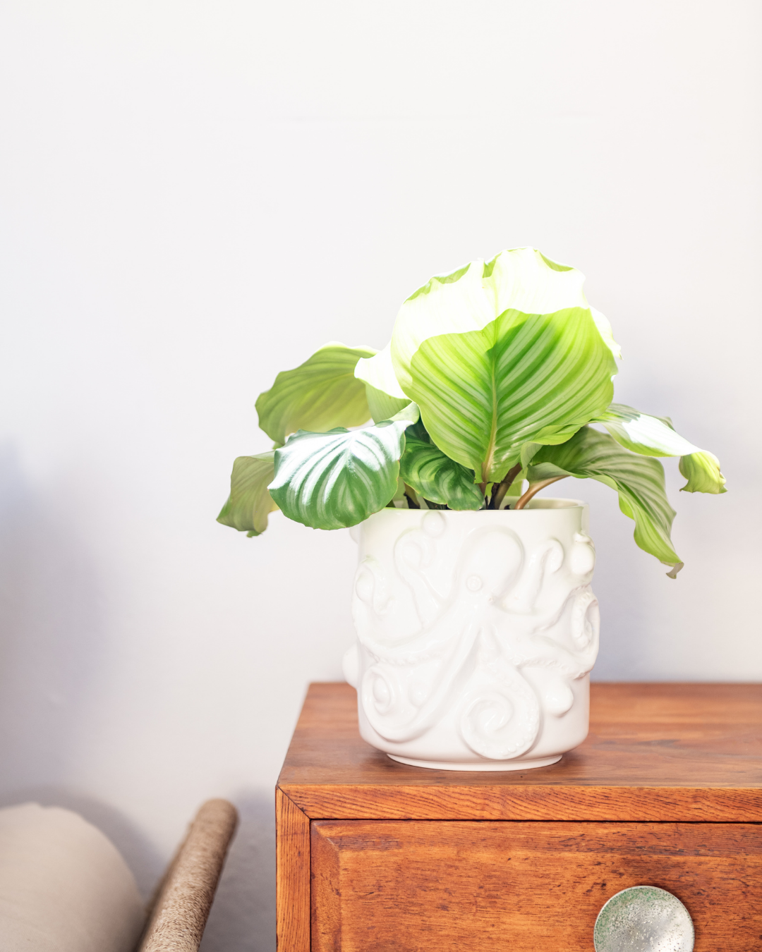 White Octopus planter rialheim ceramics