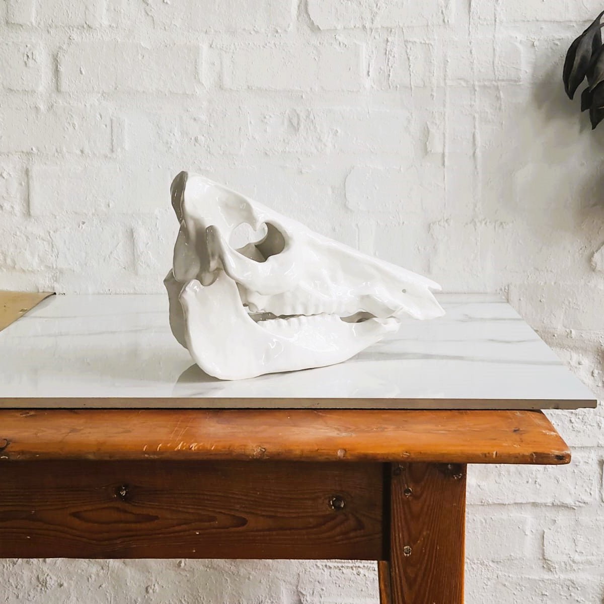 Skull & Jaw Object (Made to Order)