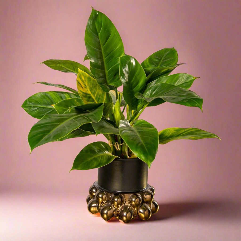 Osmosis Pot Plant Holder - Rialheim 