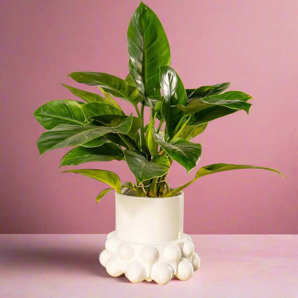 Rialheim_Osmosis Pot Plant Holder_ceramics_gifts