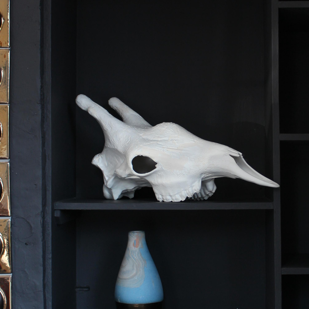 Giraffe Skull