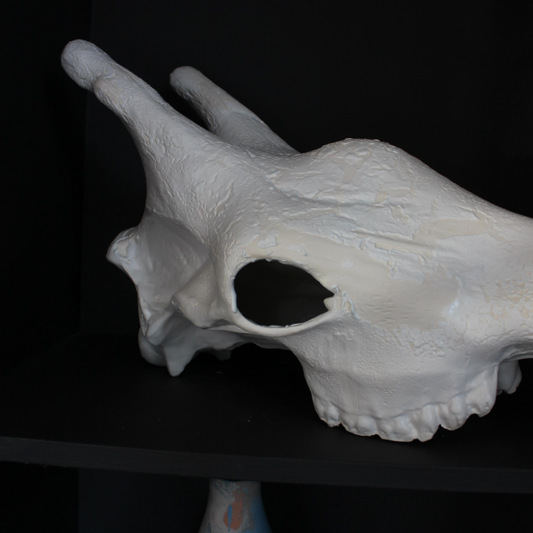 Giraffe Skull