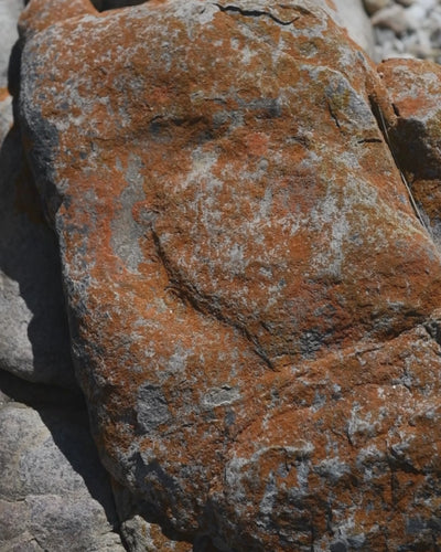 Bisque Christmas Tree Decorations - Packs of 4.